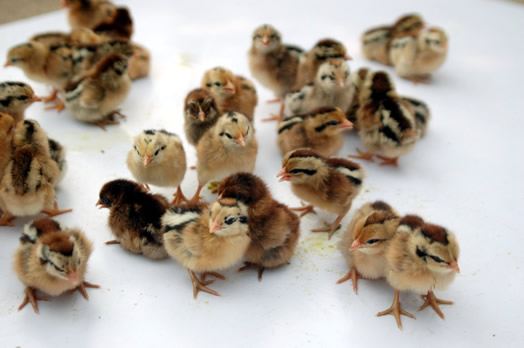 雏鸡