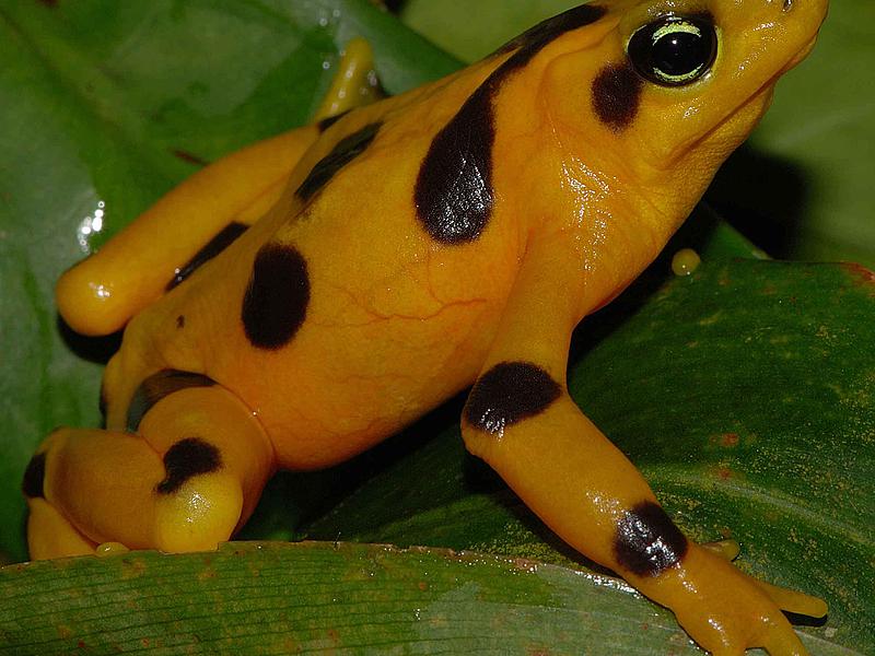  p>蟾舌为 a target="_blank" href="/item/蟾蜍科/2334871" data