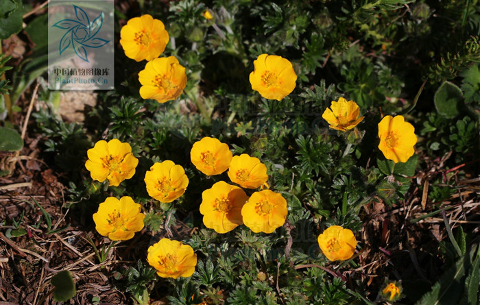 丛生钉柱委陵菜