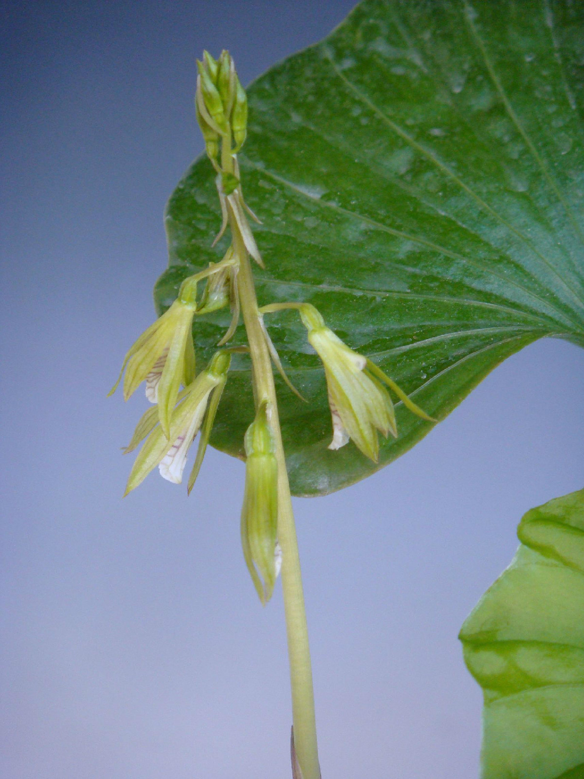  p>广布芋兰(学名: i>nervilia aragoana /i>  gaud.