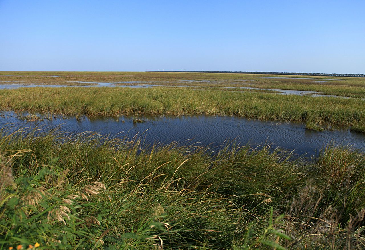 大丰国家海涂湿地公园