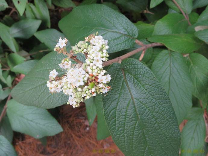  p>皱叶荚 b>蒾 /b>(学名: i>viburnum rhytidophyllum /i> hemsl.