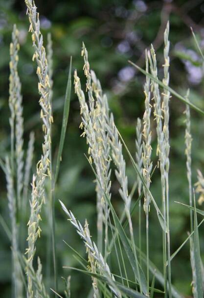 elytrigia repens (l.) nevski