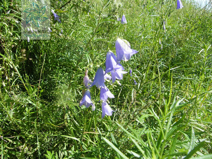  p>狭叶沙参〔拉丁学名: i>adenophora gmelinii /i> (spreng.