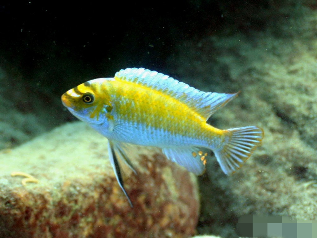  p>帝王艳红是慈鲷科孔雀鲷属动物. /p>