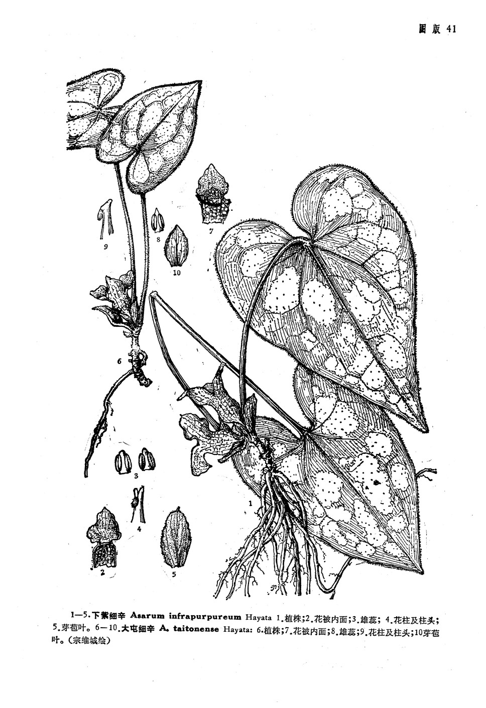  p>大屯细辛( a target="_blank" href="/item/学名/8074290" data