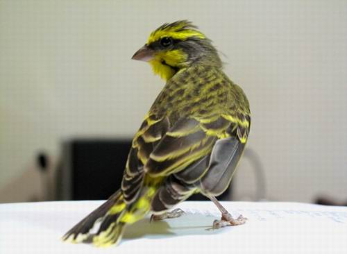  p> b>金青鸟 /b>,一种鸟类,学名 a href="