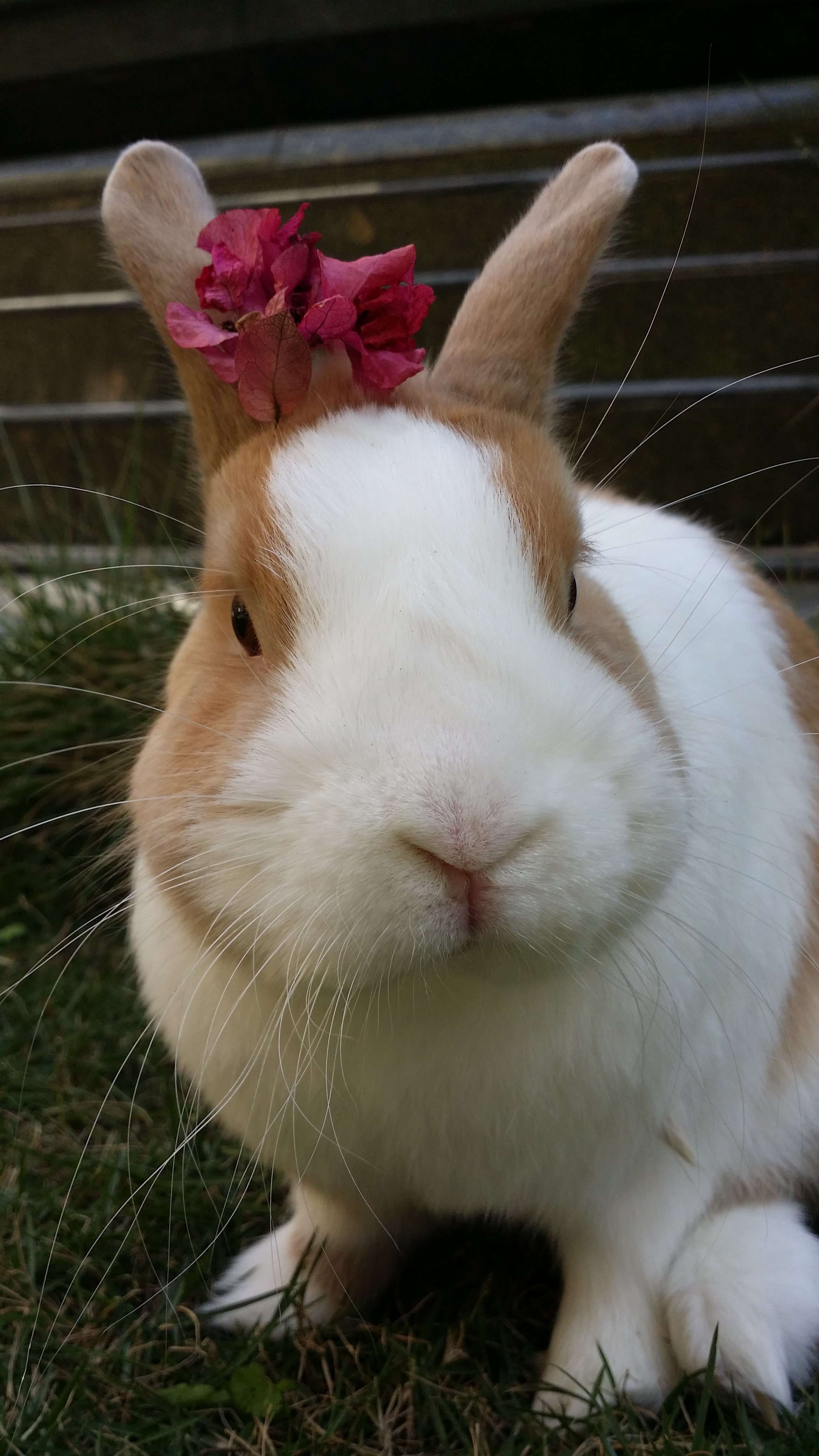 短耳黄白侏儒兔