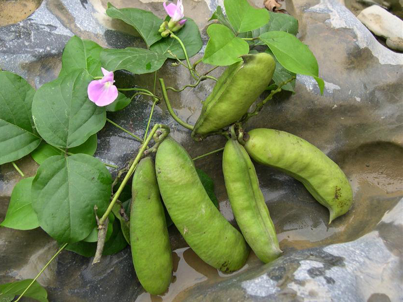  p data-id="gnbar960me">小刀豆( i>canavalia