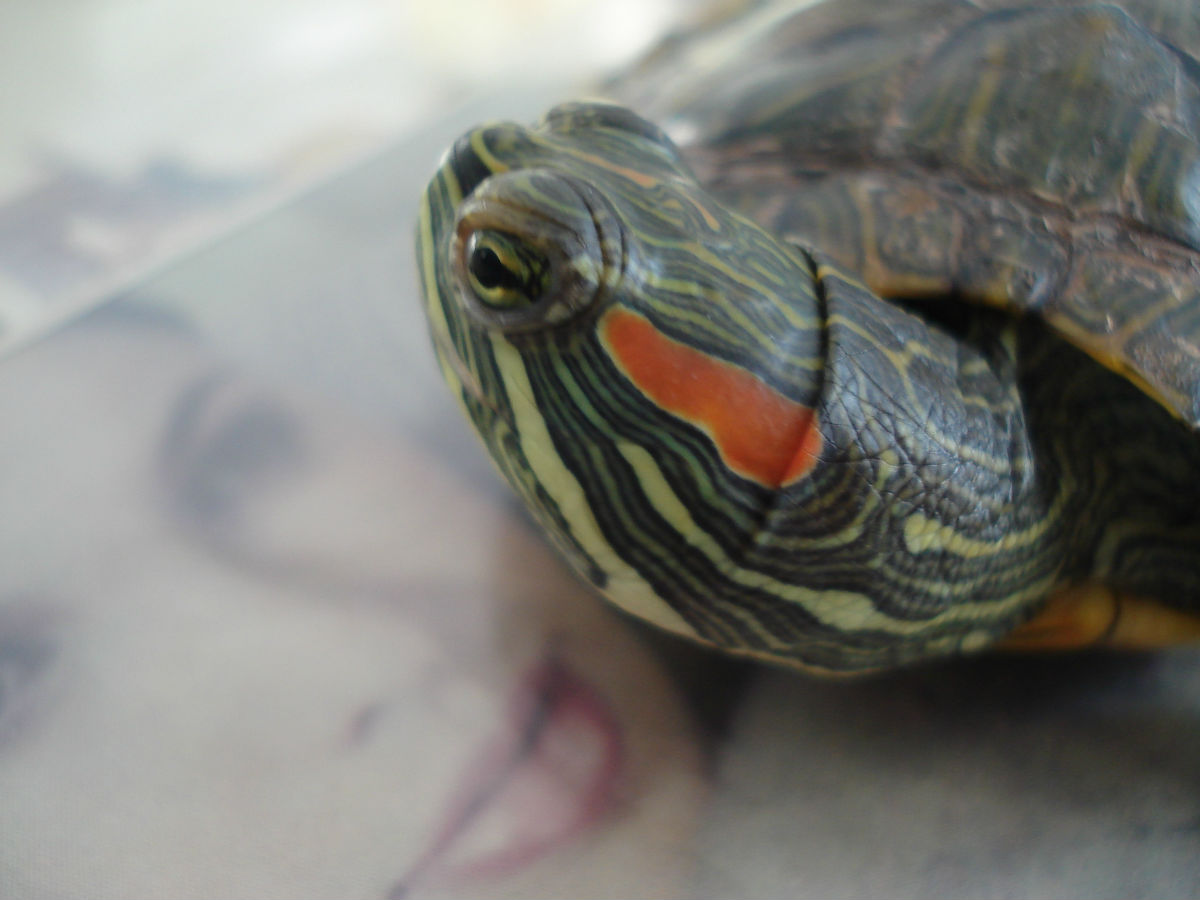 6c4"> span class="ref" data-ctrid="sg2tdemcjd2l">巴西红耳龟(学名