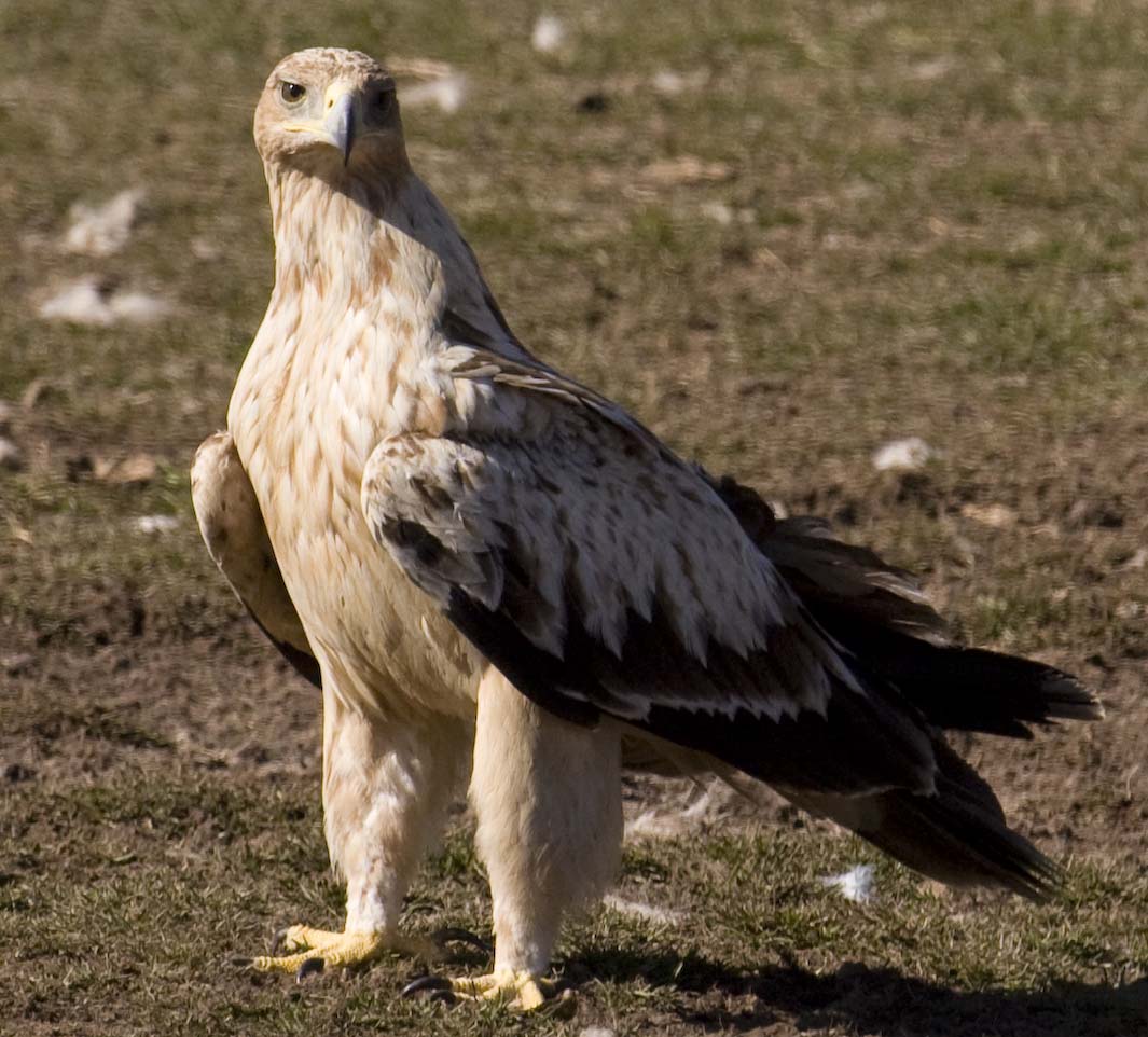  p>西班牙帝雕 (学名: i>aquila adalberti /i>):是大型 a target="