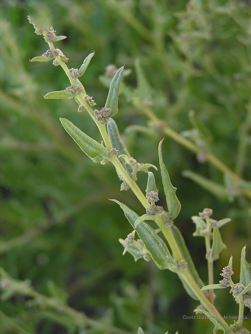 是藜科,滨藜属一年生 a target="_blank" href="/item/草本/541696"