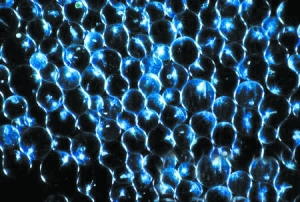  p>夜光藻是甲藻门的一个海产属.