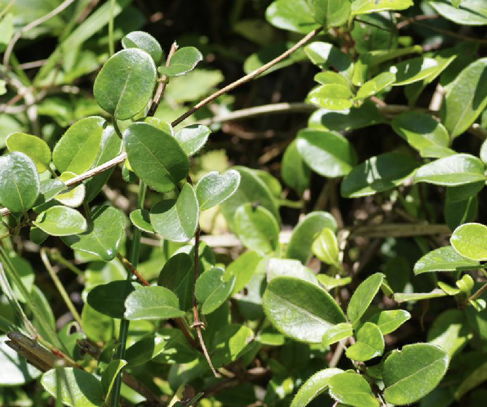  p>匍匐忍冬(学名: i>lonicera crassifolia /i> batal.