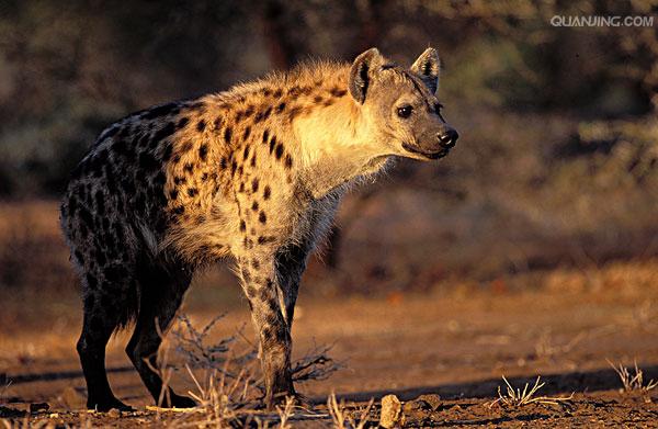  p>斑鬣狗(学名: i>crocuta crocuta /i>):又名斑点鬣狗,体长约95-160