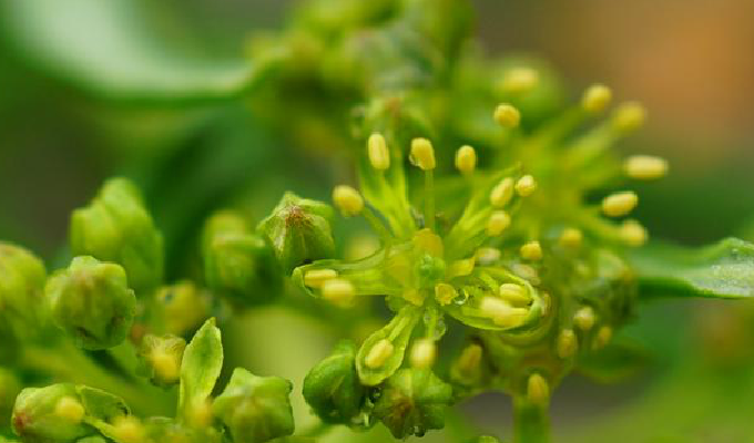  p>狭叶红景天(学名: i>rhodiola kirilowii /i> (regel) maxim.