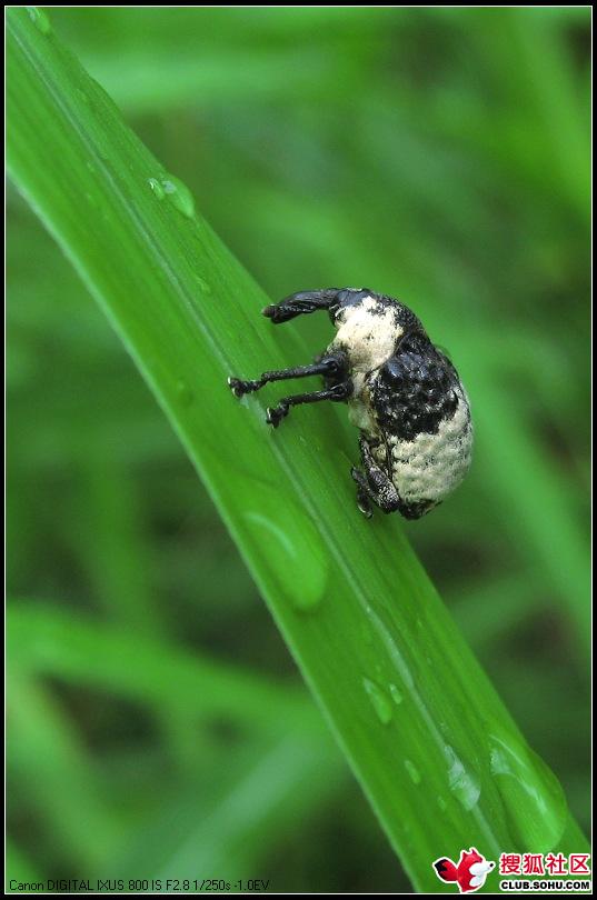  p>象鼻虫(elaeidobius kamerunicus)是 a href="#" data-lemmaid="