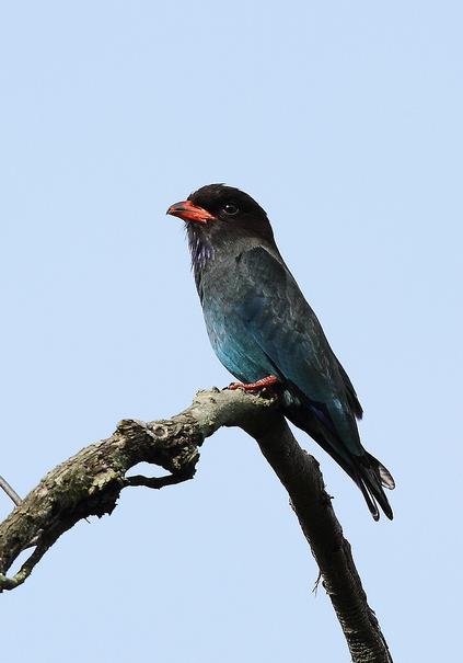  p>三宝鸟(学名: i>eurystomus orientalis /i>)佛法僧科三宝鸟属的