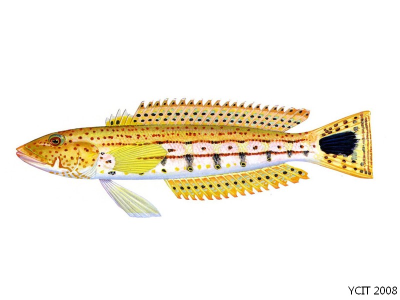  p>斑尾拟鲈,学名: i>parapercis polyophthalma /i> (cuvier, 1829)