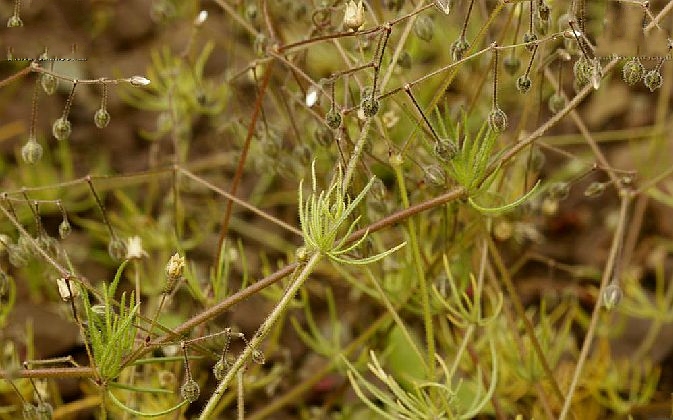 spergula arvensis linnaeus