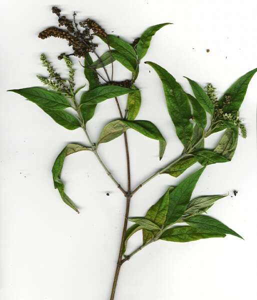 弯花醉鱼草
