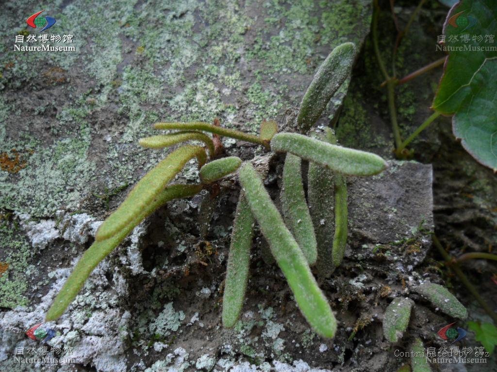  p>石韦属(pyrrosia mirbel)是 a target="_blank" href="/item/水龙