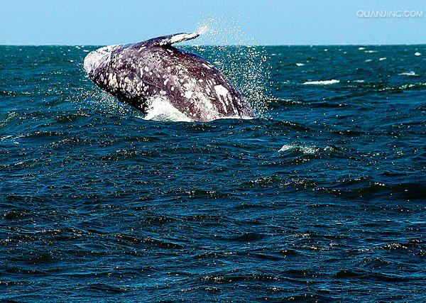 robustus),隶属于 a target="_blank" href="/item/鲸偶蹄目/5584976"