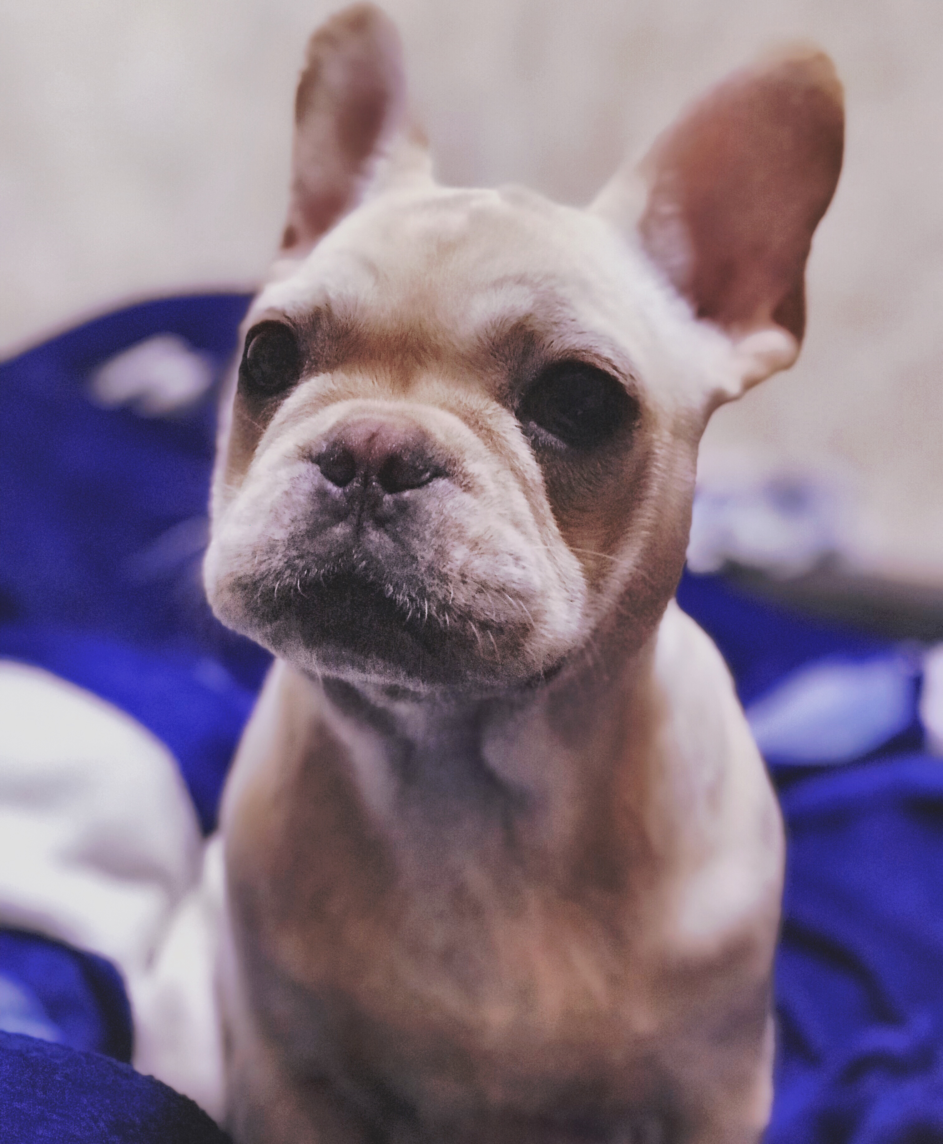  p>法国斗牛犬(french bulldog)是身体健壮,体型紧凑的小型犬,优秀的