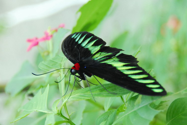  p>翠叶红颈凤蝶指名亚种(学名:trogonoptera brookiana brookiana)是