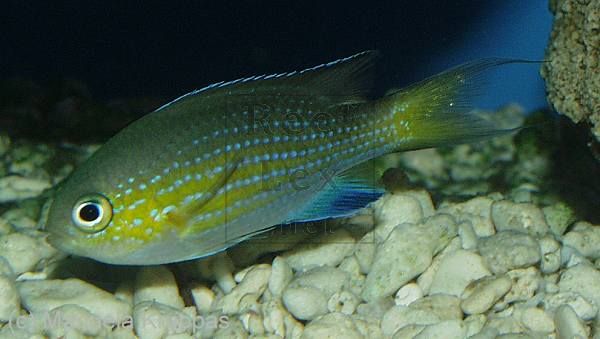  p>肯氏鱼(kenichthys) 泥盆纪(3亿9千万年前)生物,是最原始的骨鳞