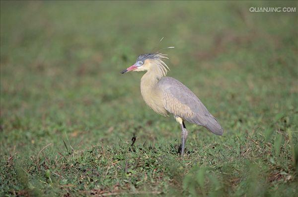 white-necked heron