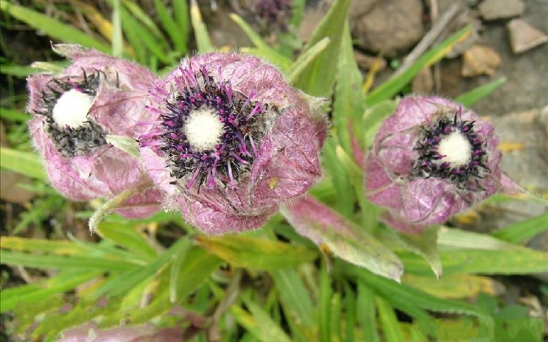  p>毡毛雪莲是菊科 a href="#" data-lemmaid="3078177">风毛菊属 /a>