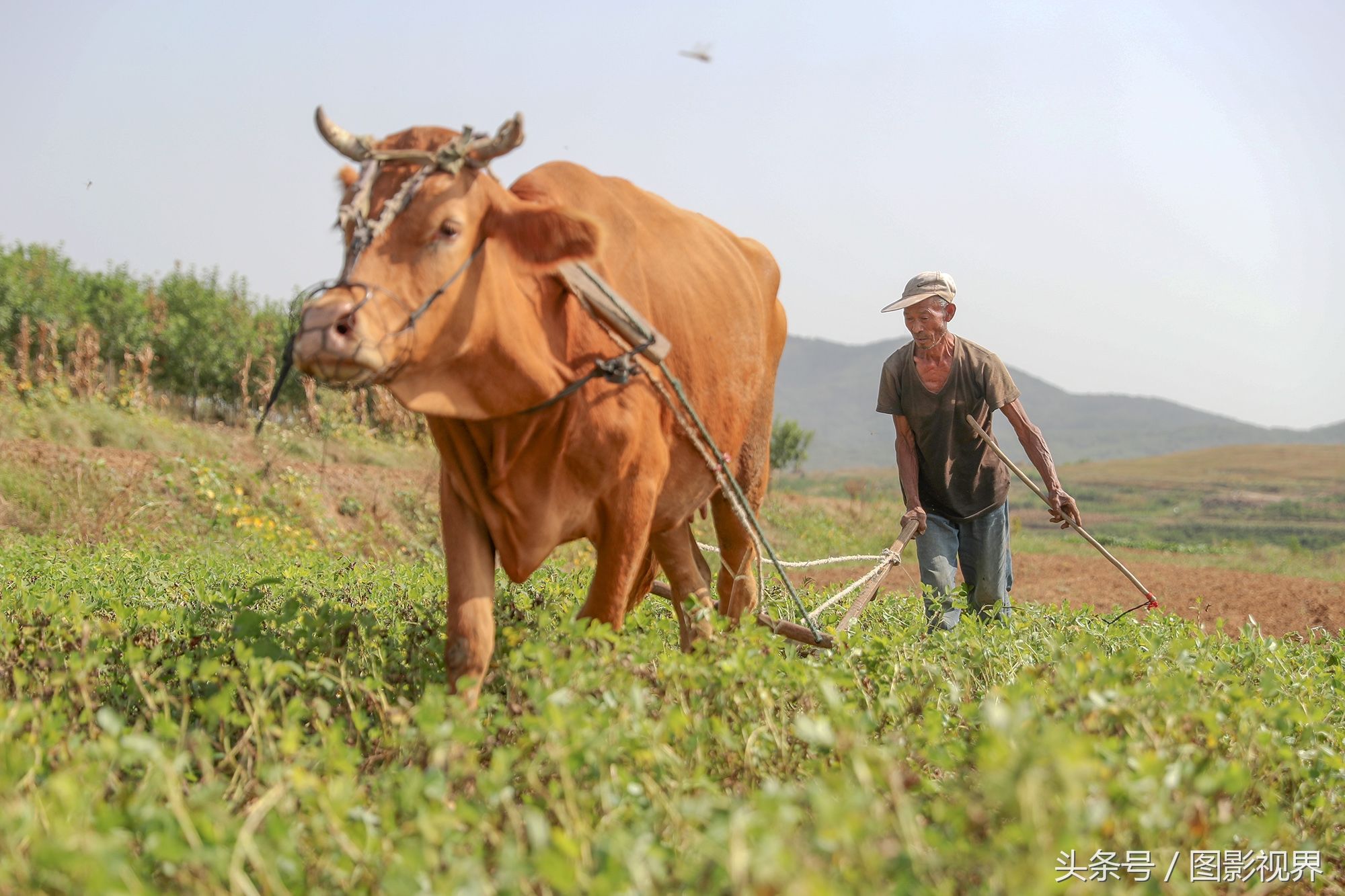  p>耕畜,即耕地用的牲畜,中国传统农业耕作动力主要包括耕牛,水牛.