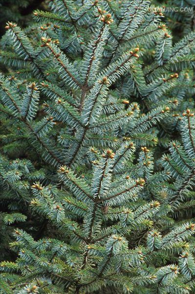  p>云杉(拉丁学名:picea asperata mast.)别名茂县云杉,茂县杉等.