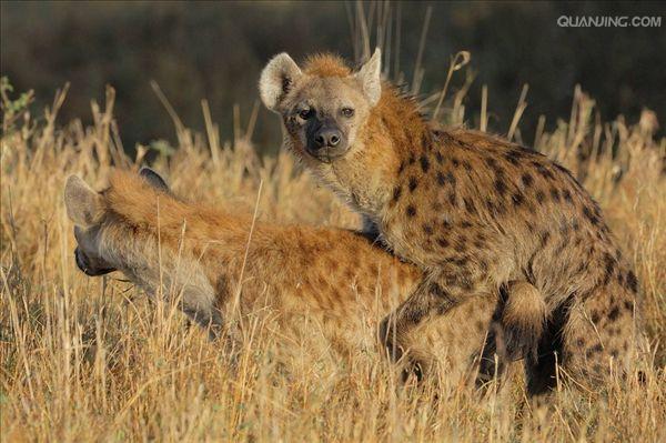  p>斑鬣狗(学名: i>crocuta crocuta /i>):又名斑点鬣狗,体长约95-160