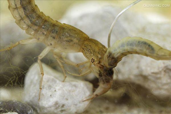  p>龙虱科(dytiscidae)属 a href="#" data-lemmaid="1622302">昆虫纲