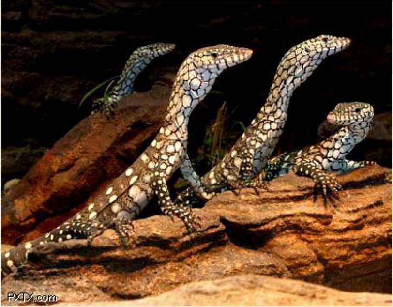  p>眼斑巨蜥是 a href="#" data-lemmaid="5005233">巨蜥科 /a>的一种