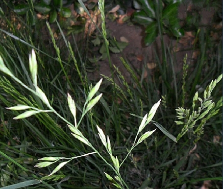  p>高羊茅(学名: i>festuca elata  /i>keng ex e.