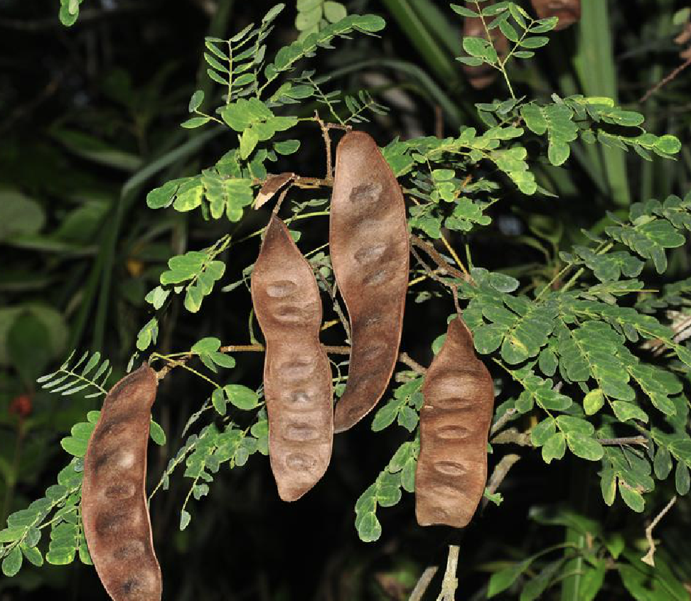 是豆科合欢属的植物,落叶乔木,高10-25米,无刺;小枝略被短柔毛或近