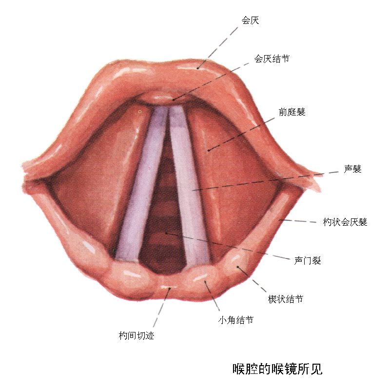 p>混声,声乐中的一个名词,是将头声区,口咽腔区,胸声区的声音有机