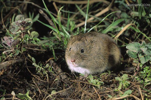  p>根田鼠(学名: i>microtus oeconomus /i>)体
