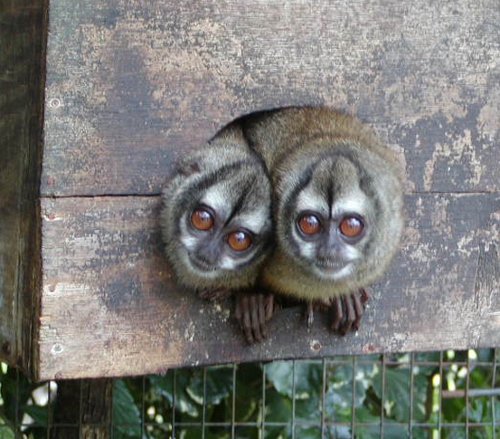  p>鬼夜猴(学名: i>aotus lemurinus /i>)是 a href="#" data-lemmaid