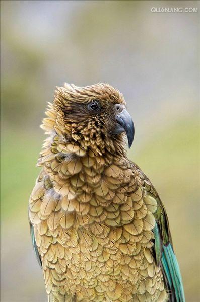  p>啄羊鹦鹉(学名: i>nestor notabilis /i>)是新西兰南岛上的一种