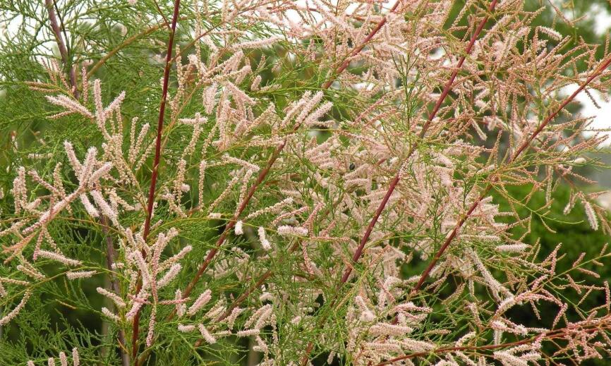  p>柽柳科(tamaricaceae)是一个古老的科,起源于第三纪,包括亚洲中部