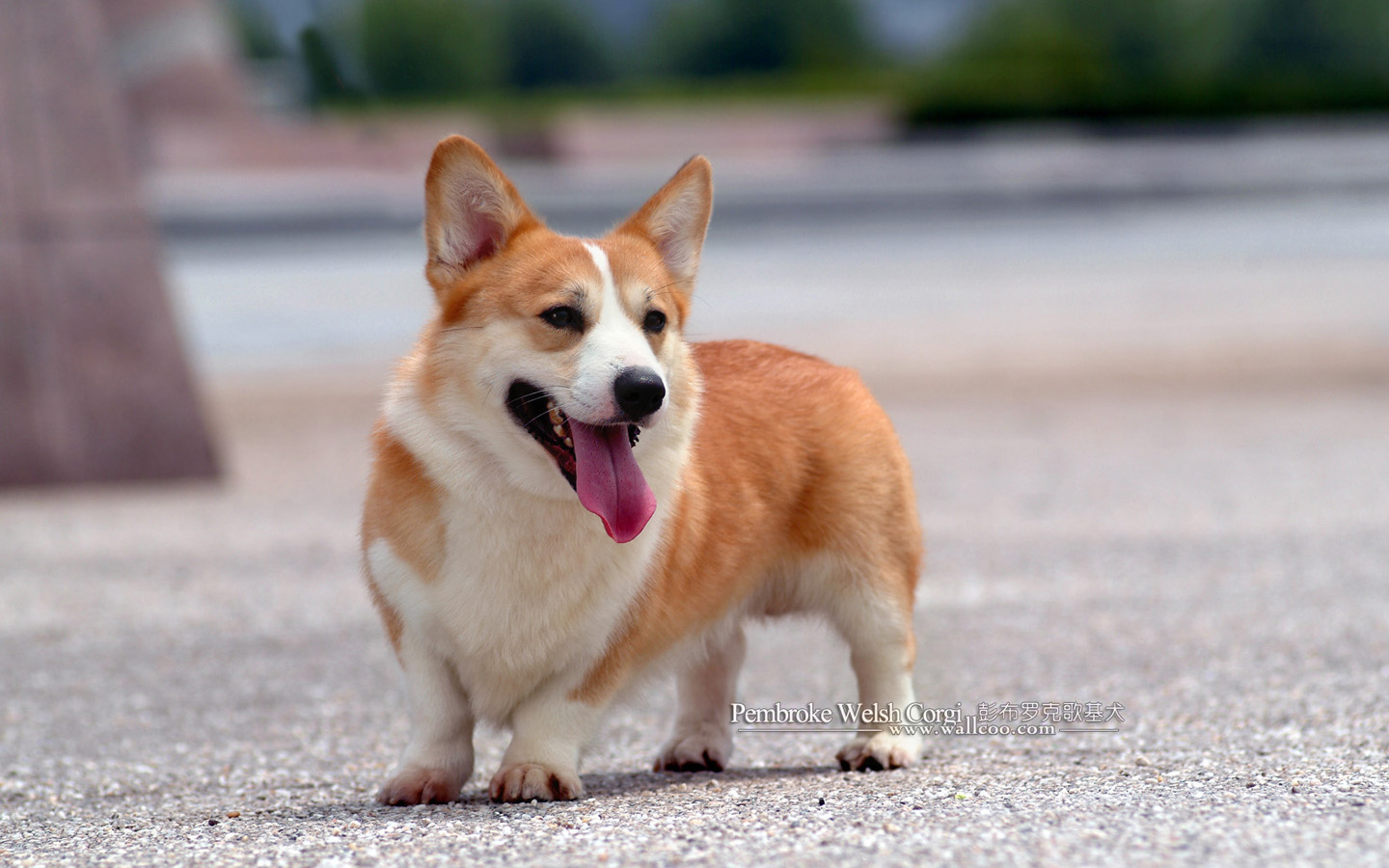 pembroke welsh corgi