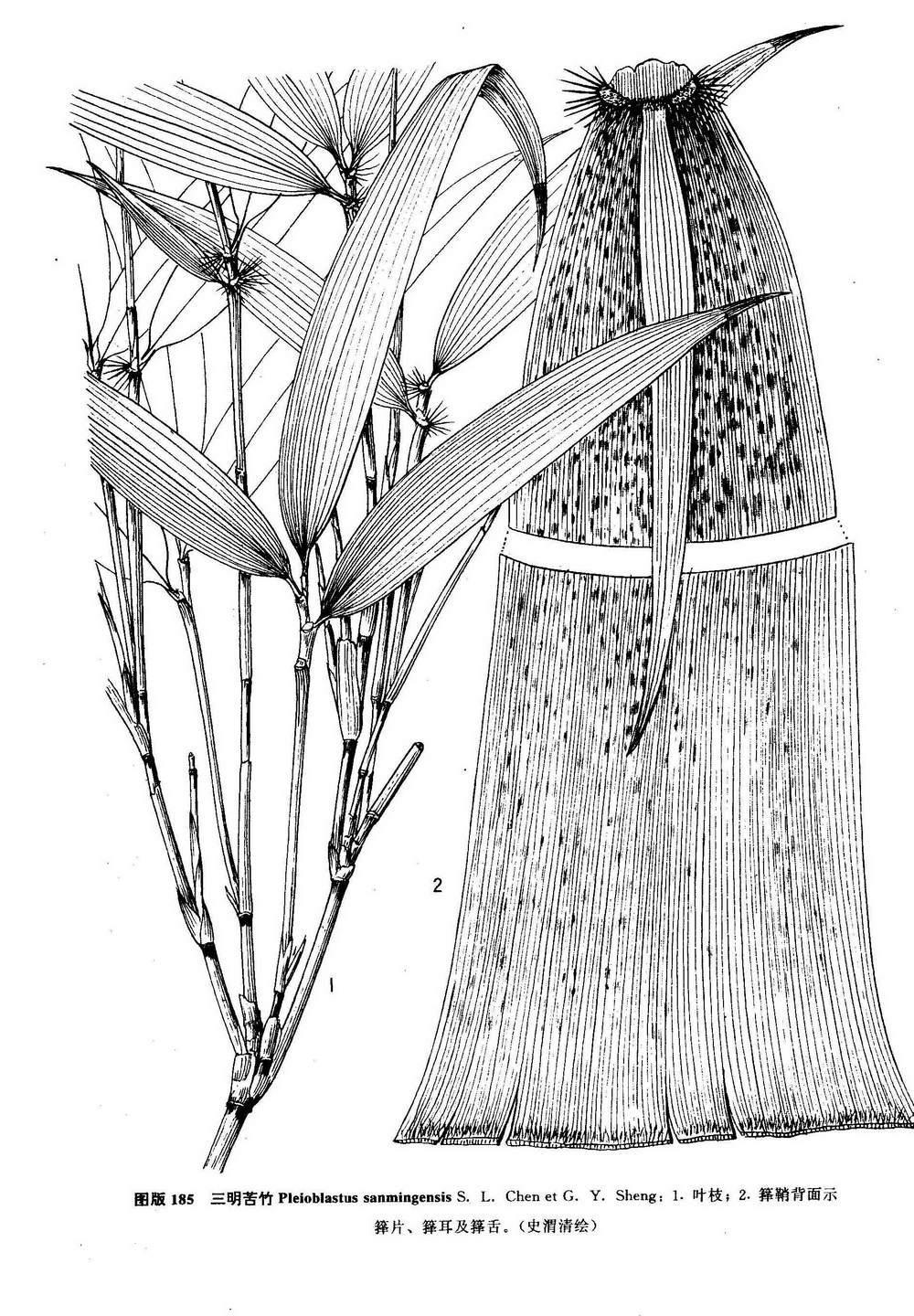 pleioblastus maculosoides