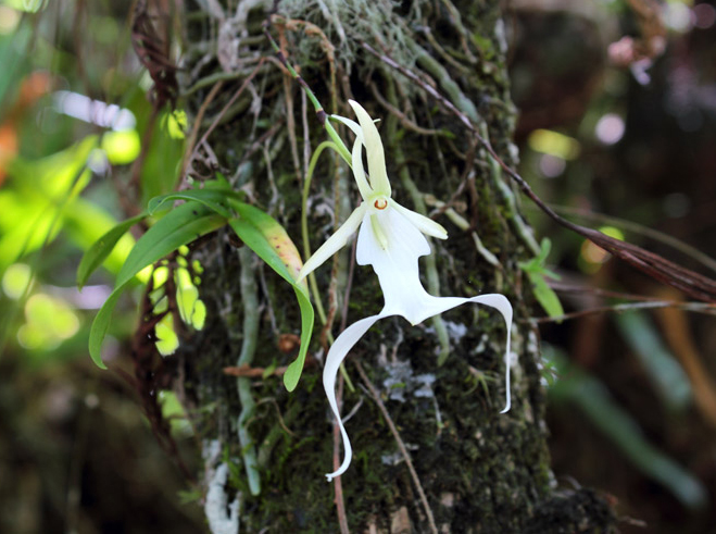 dendrophylax lindenii