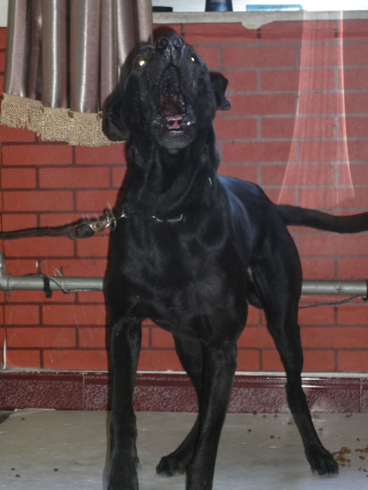  p>黑狼犬属于 a target="_blank" href="/item/狼狗/81035" data