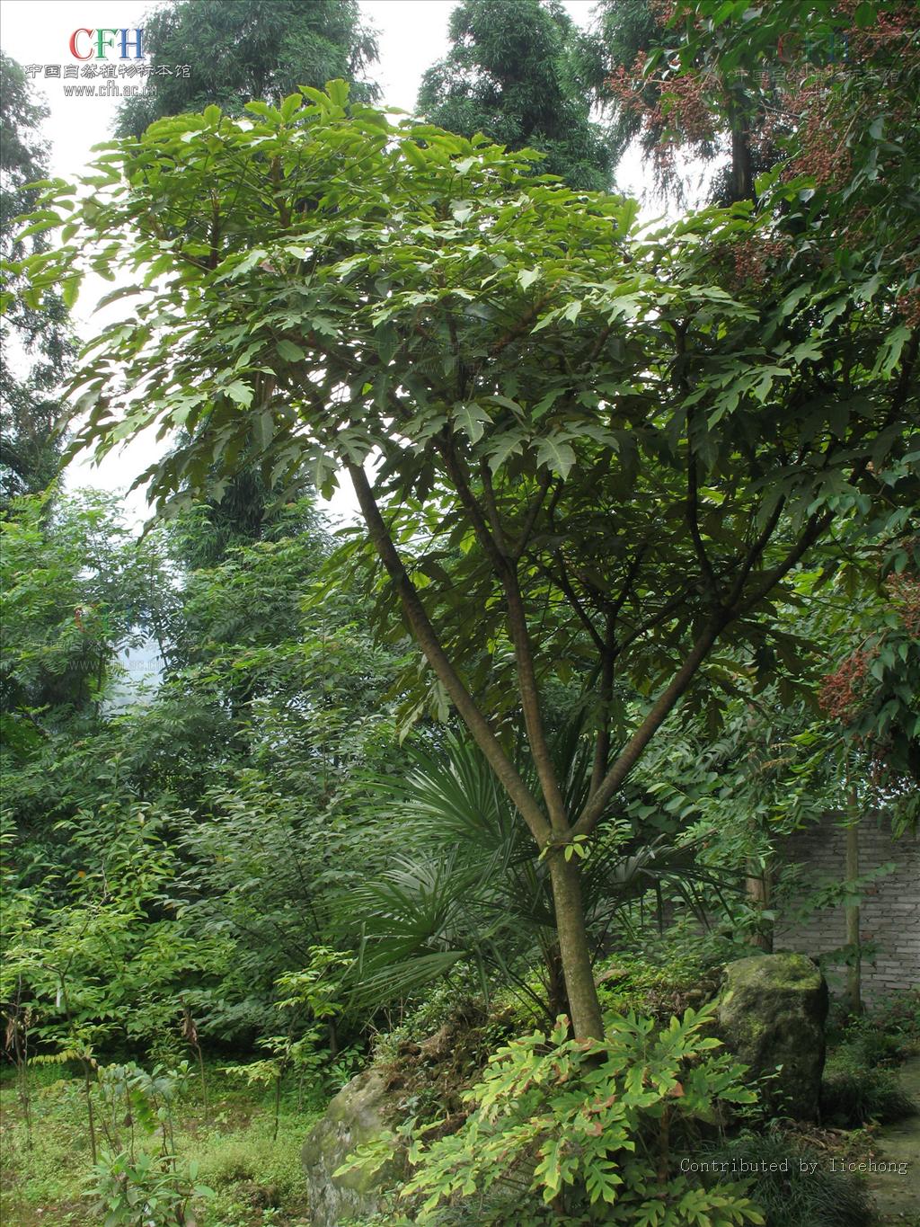  p>穗序鹅掌柴(学名: i>schefflera delavayi /i> (franch.