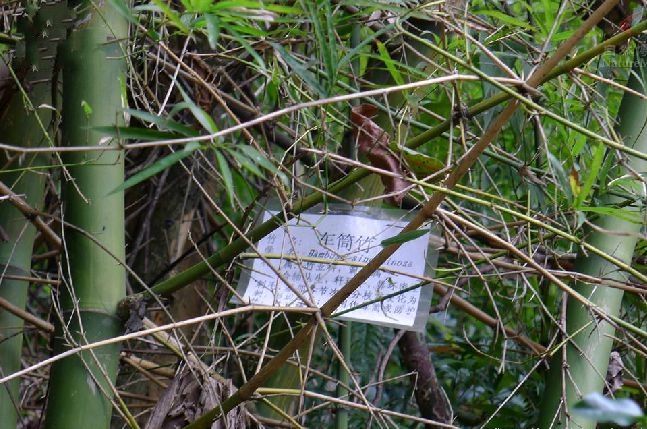 版纳库-车筒竹群体